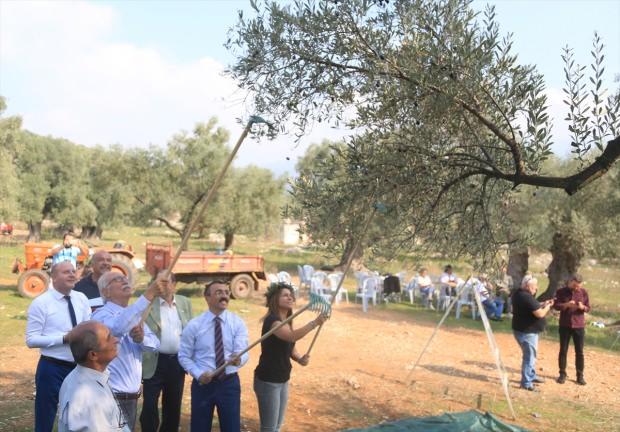 Muğla'nın Milas ilçesinde yaklaşık 3 bin yıllık olduğu belirtilen anıt ağaçtan elde edilen zeytinyağının litresi 100 bin liradan açık artırmaya sunulacak.