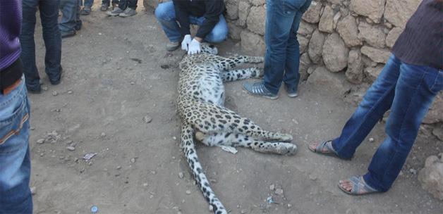 Bilim adamları leopar bilgisini gizli tutuyordu