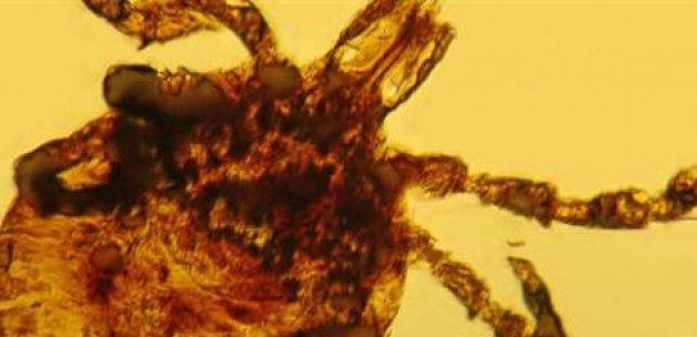 Gizli salgının adı: LYME