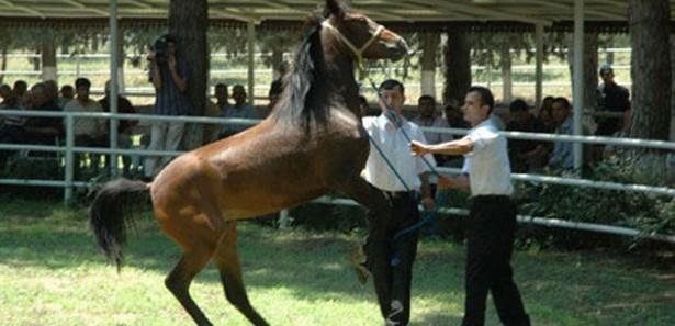 TİGEM ihaleyle Arap tayı satacak