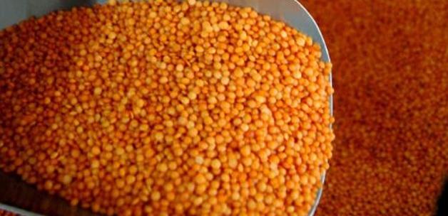 TİGEM'den mercimek satışı