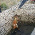 Başlarını belaya sokan hayvanlar