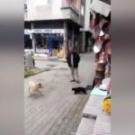 Köpek, Trabzonlu kediye atar yapınca...