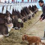 Hepsini Almanya'dan getirdi!Aylık geliri 20 bin TL