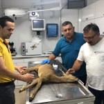 Şişle Dik Zincir Yelek Örneği Yapımı Açıklamalı Videolu Şişle Dik Zincir Yelek Örneği Yapımı Açıklamalı Videolu