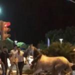Faytona koşulan at yol ortasında yığıldı!