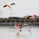 Tunus sahillerinde flamingoların dansı