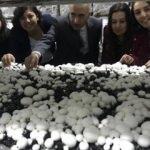 İlk hasat yapıldı! Kadınlara gelir kapısı oldu