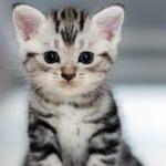 İzmir'de ölü 4 kedi bulundu
