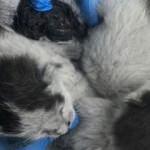 Yapışık dördüz kediler operasyonla birbirinden ayrıldı