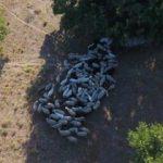 Kayıp hayvanlar drone’la bulundu