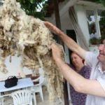 Yapağı hayvan yetiştiricisinin elinde kaldı