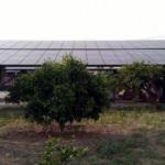 Çiftliğine güneş enerjisi sistemi kuran üretici borçlu çıktı