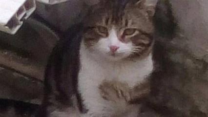 Soğukta kalan anne kedi ve 5 yavrusu kurtarıldı Soğukta kalan anne kedi ve 5 yavrusu kurtarıldı
