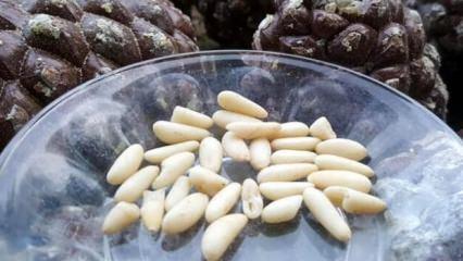 Gölgesi için ekti ama ilk hasadından 40 bin TL kazandı