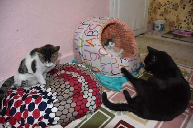 Kırıkkale haberleri 'Kedici Kadın' 80 kediye annelik yapıyor 13 Şubat