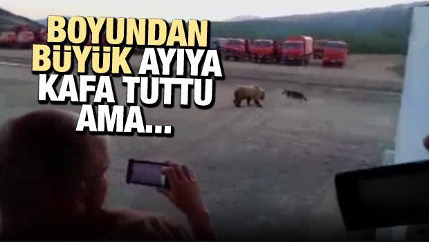 Boyundan büyük ayıya kafa tuttu ama...