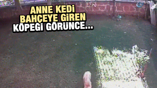 Anne kedi bahçeye giren köpek ile boğuştu