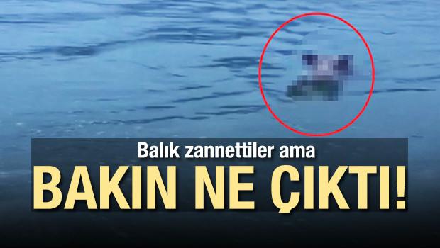 Balık zannettiler ama bakın ne çıktı!