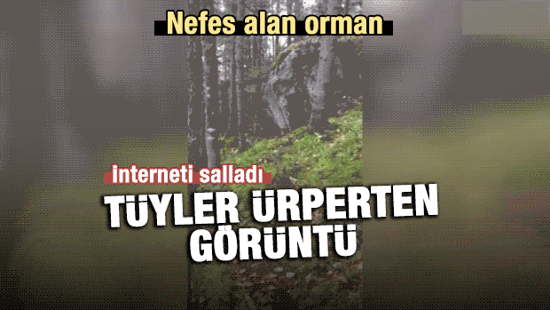 Nefes alan orman...
