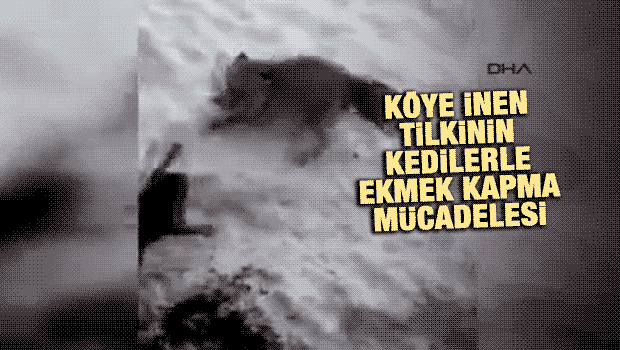Köye inen tilkinin kedilerle ekmek kapma mücadelesi