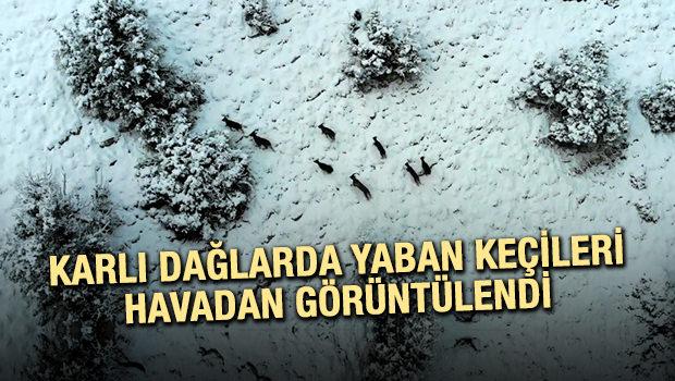 Karlı dağlarda yaban keçileri havadan görüntülendi