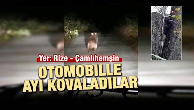 Çamlıhemşinliler Otomobille ayı kovaladılar - VİDEO
