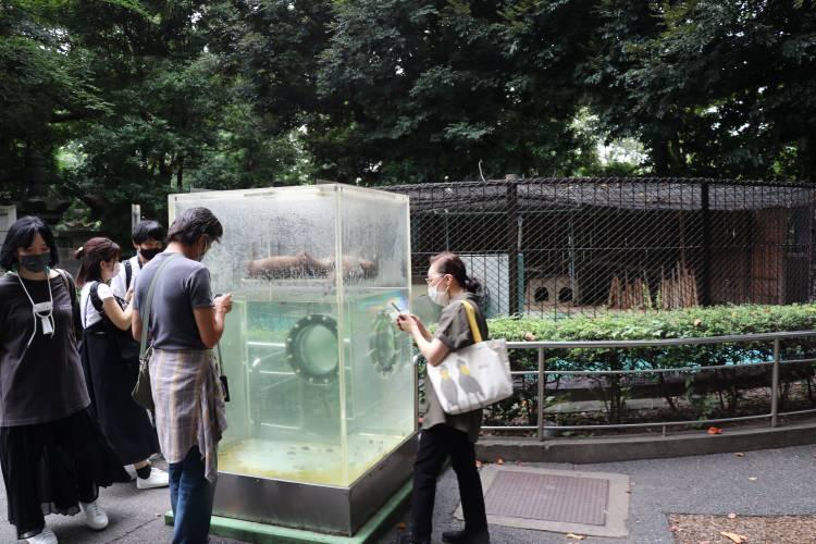 <p>İlk olarak Mart 1882'de hizmete giren ve ülkenin en eskisi olarak bilinen Ueno Hayvanat Bahçesi 140 bin metrekareden fazla alana sahip bulunuyor.</p>
