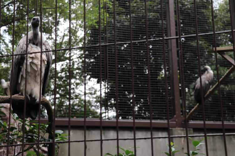 <p>400 farklı türden 3 binden fazla hayvana ev sahipliği yapan Ueno'nun birçok bölümünde yapay iklimlendirme yapılıyor.</p>
