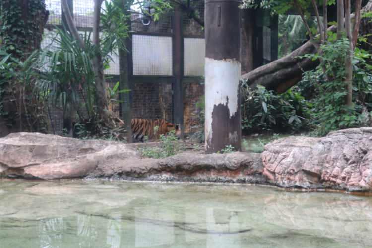 <p>Türleri tehlikede bulunan dev panda, kızıl panda, uzun parmaklı lemur "aye-aye maymunları", zebra zürafa diye bilinen "okapiler" ve cüce su aygırları hayvanat bahçesinin misafirleri arasında yer alıyor.</p>
