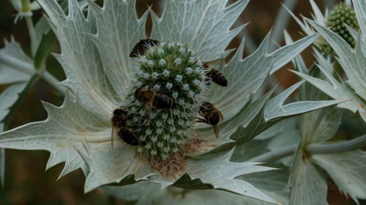 Karadeniz'in tıbbi ve aromatik bitki envanteri çıkarılacak