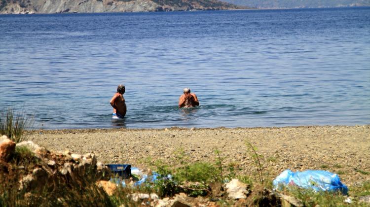Bodrum sahilinde ölü fok bulundu