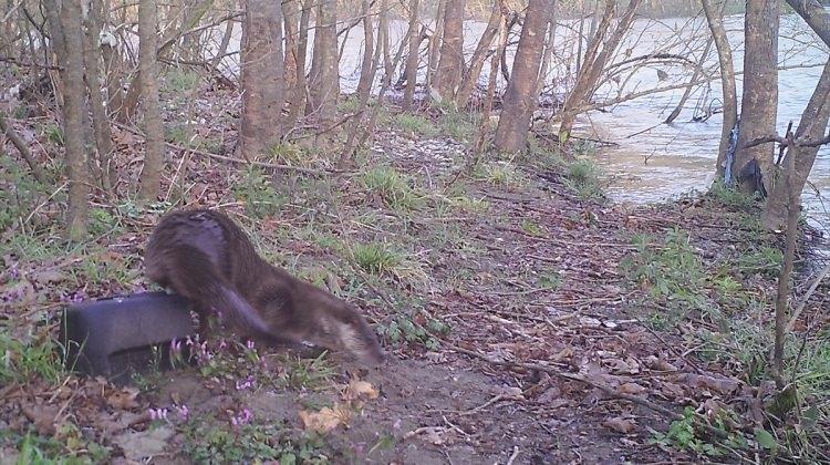 Su samuru foto kapanla görüntülendi
