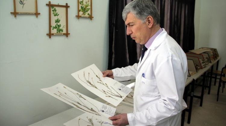 Askeri bölgede bulduğu bitkiye "Mehmetçik" adını verdi