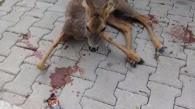 Yaralı karacaya köylüler sahip çıktı