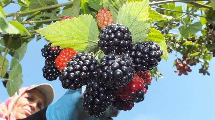 Hububata alternatif böğürtlende hasat başladı