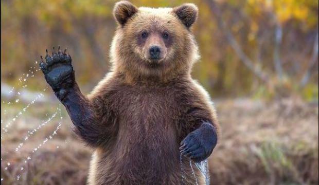 Rüyada ayı görmek nasıl yorumlanır | Rüyada ayı görmek ne anlama gelir