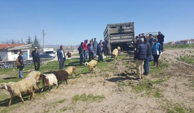 Kaman'da genç çiftçilere küçükbaş hayvan dağıtıldı