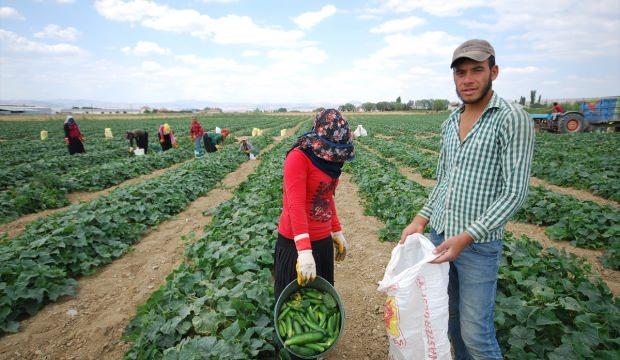 Çubuk’ta "yeşil altın" hasadı başladı