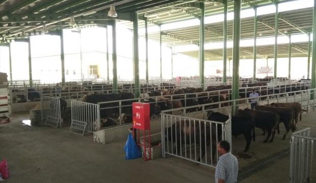 İzmit'te kurbanlıklar pazara çıktı