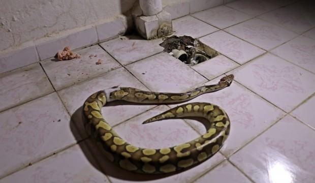 Evin balkonundan piton çıktı! Afrika değil Antalya