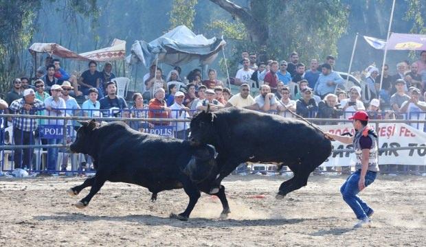 Muğla'da Boğa Güreşi Festivali yapıldı