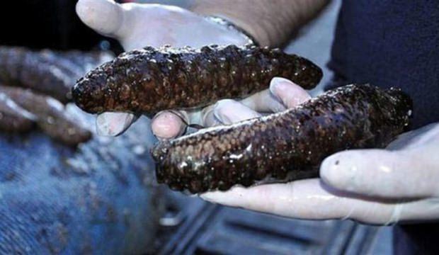 4 bin 500 tane ele geçirildi