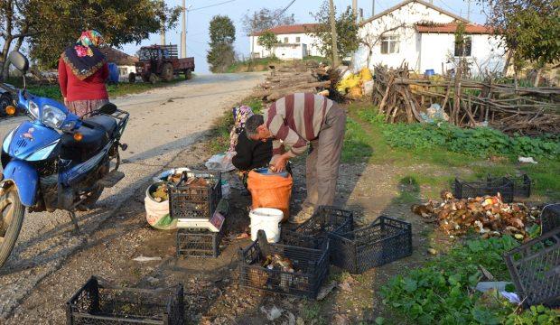 Canakkale Haberleri Ayi Mantari Koylunun Gelir Kapisi Oldu 20 Ekim