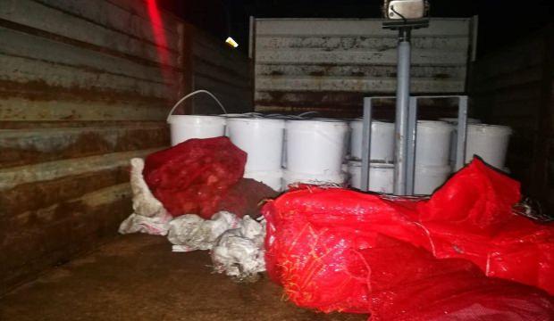 Tekirdağ'da avlanması yasak deniz patlıcanı ele geçirildi