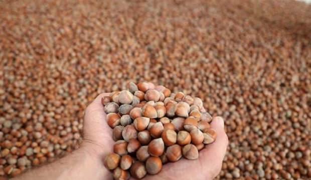 Fındık alımları yarın başlıyor
