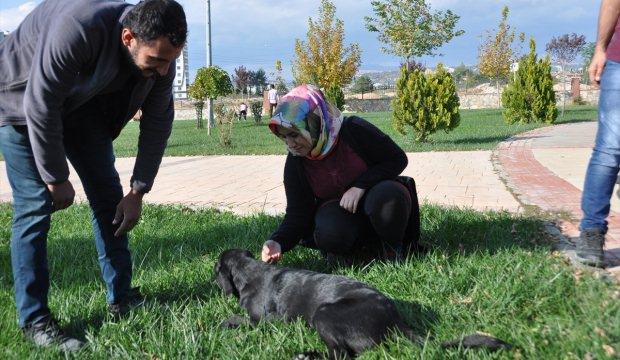 Sokak hayvanlarına sahip çıkıyorlar
