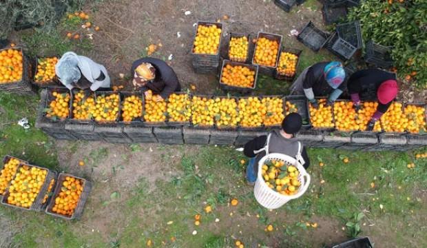 1973 yılında diktiler şimdi 30 bin ton üretiyorlar