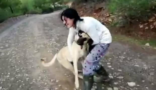 Halk ayağa kalktı! 11 köpek bu halde bulundu