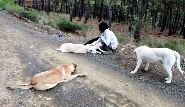 Sakinleştirici ilaç verilen 11 köpeğin sokağa bırakıldığı iddiası